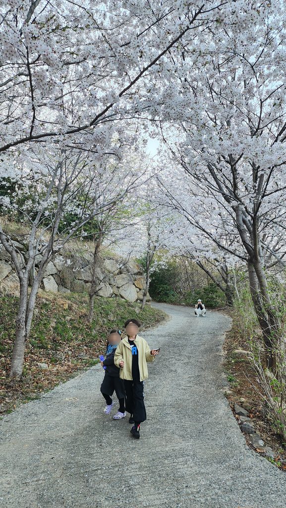 벚꽃스팟11