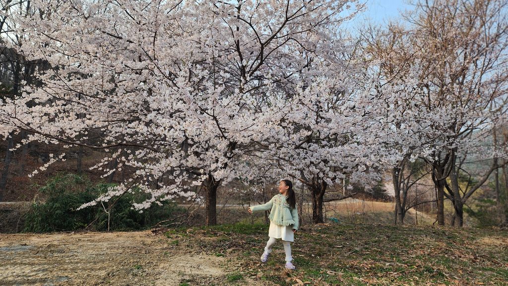 벚꽃스팟4
